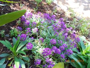 a bunch of purple flowers in a garden at Apartments Marijana in Zavalatica