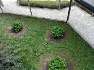 ミラノにあるMetropolitan Apartmentの庭草の植物二本