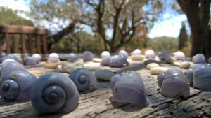 a group of purple snail figurines on a wooden table at Arcamyrtus in Alghero