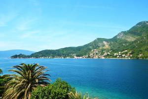 a palm tree in front of a large body of water at Apartments MaXhit in Tivat