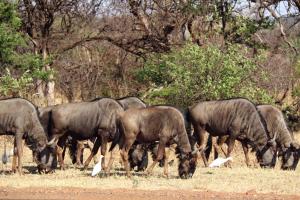 Animales en el tented camp o alrededores