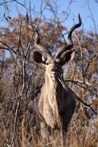 Animales en el tented camp o alrededores