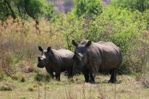 Animales en el tented camp o alrededores