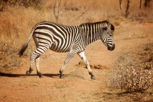 Animales en el tented camp o alrededores