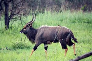 Animales en el tented camp o alrededores