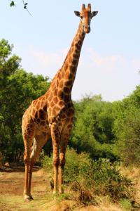 Animales en el tented camp o alrededores