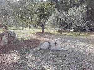 Domáce zviera alebo zvieratá hostí v ubytovaní Ca l'Eli different experience HUTT 12157