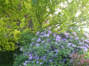 a bunch of purple flowers in front of a tree at Ferienwohnung Eckernforde in Eckernförde