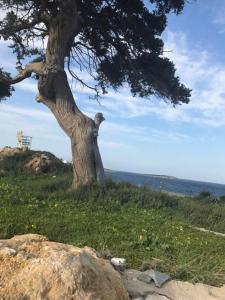 a tree on top of a hill with a rock at Anatoli in Ambelas