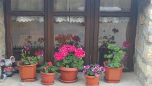Zahrada ubytování Guest House Strumena