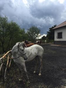 Zvířata v hotelu nebo okolí