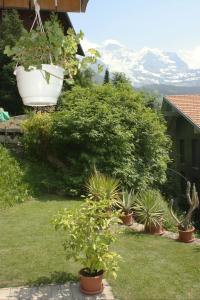 Zahrada ubytování Chalet Protea