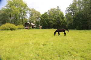 Zwierzęta w gospodarstwie agroturystycznym lub w pobliżu