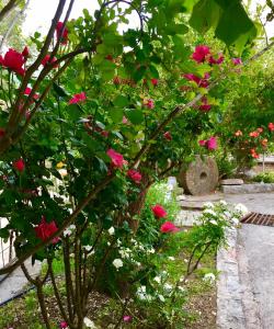 krzak z różowymi kwiatami w ogrodzie w obiekcie Apartmani Perić w Barze