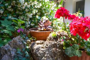 a garden with red flowers and other plants at Apartment and room Sveti Jakov in Dubrovnik