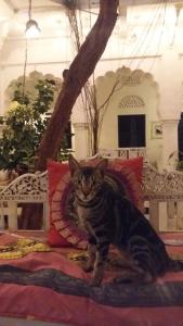 a cat sitting on top of a bed at Inn Seventh Heaven in Pushkar