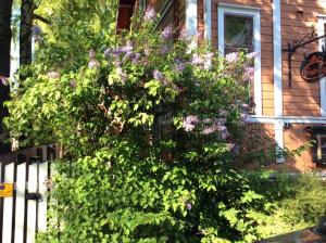 a large bush with purple flowers in front of a house at Pastella in Turku