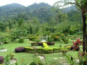 a lush green garden with green plants and flowers at Sailor's Rest in Kampung Janda Baik