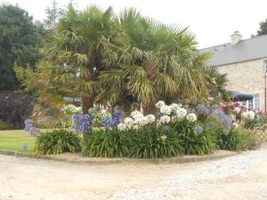 BrixにあるMaison Brixの庭の椰子の木と花