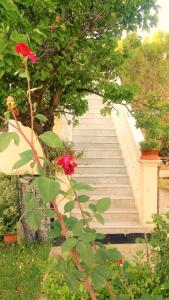 A garden outside Jacuzzi Pool House AMA5690