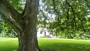 uma grande árvore em frente a uma casa branca em Augherea House em Longford