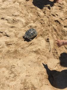 アパートメントの敷地内または近くにいる動物