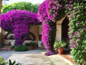 Jardín al aire libre en Apartaments Can Gibert