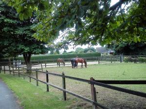 three horses grazing in a field behind a fence at Garrane House in Croom