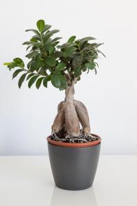 a small potted tree in a black pot at Alto das Marinhas in Aveiro
