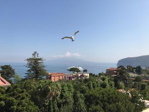 a bird flying in the sky over a city at Hotel La Meridiana in Sorrento