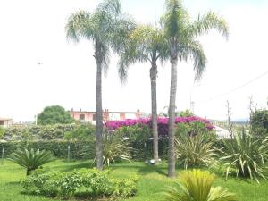 um grupo de palmeiras num parque em B&B Villa Fiorita em Pontecagnano Faiano