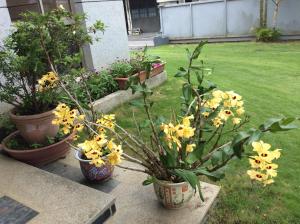 Un jardín fuera de Yuan Gong Yuan