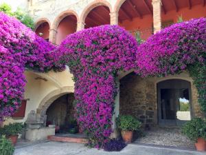 Jardín al aire libre en Apartaments Can Gibert