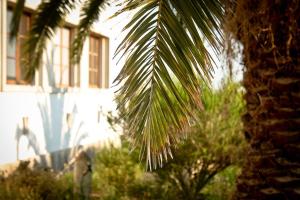 a palm tree in front of a building at Cabeca Da Cabra Casa De Campo in Porto Covo