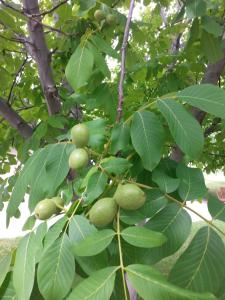 Ein Haufen grüner Früchte hängt von einem Baum in der Unterkunft Sonora Desert Inn in Osoyoos