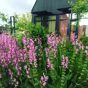 a garden with pink flowers in front of a house at Domi Lini in Druskininkai