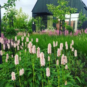 een tuin met roze bloemen voor een gebouw bij Domi Lini in Druskininkai