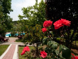 a group of red flowers in a park at Fener Motel in Şile