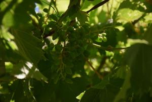 a bunch of green grapes hanging from a tree at Apartments Zelic in Vodice