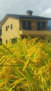a pile of plants in front of a house at ChiShang Taking Off in Chishang