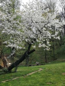Zahrada ubytování Agriturismo CasaMela