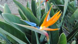 A garden outside Finca Patio Canario