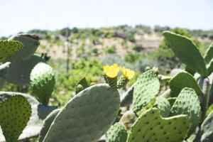 Fotografia z galérie ubytovania Jardinu v destinácii Noto