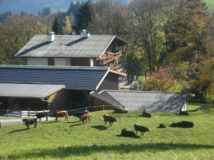 un grupo de vacas pastando en un campo frente a una casa en Stangleggerhof, en Wiesing
