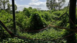 Vườn quanh Sigiri Forest View