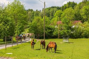 Fotografie z fotogalerie ubytování "Natur pur" Refugium für Mensch und Tier v destinaci Horgenzell