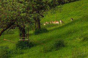 Fotografie z fotogalerie ubytování "Natur pur" Refugium für Mensch und Tier v destinaci Horgenzell