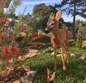 a small deer standing in the grass in a garden at Apartments Mare & Mons Deluxe in Malinska