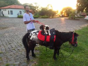 Zvířata v venkovského domu nebo okolí
