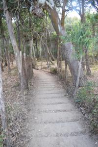 a path in the middle of a forest with trees at Stefy Home in Catania